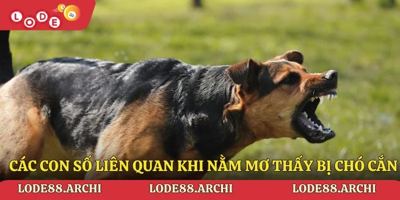 Các con số liên quan khi nằm mơ thấy bị chó cắn