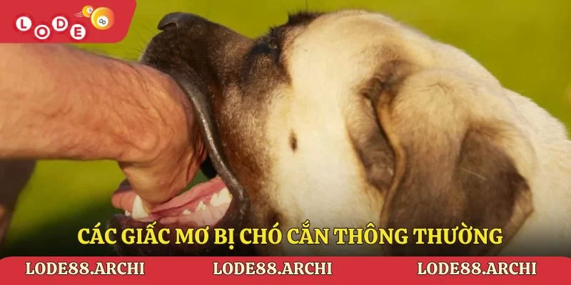 Các giấc mơ bị chó cắn thông thường