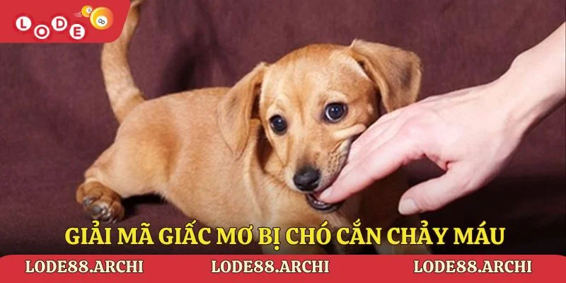 Giải mã giấc mơ bị chó cắn chảy máu