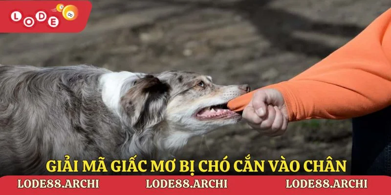 Giải mã giấc mơ bị chó cắn vào chân