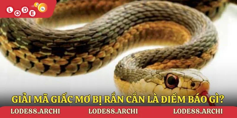 Giải mã giấc mơ bị rắn cắn là điềm báo như thế nào?