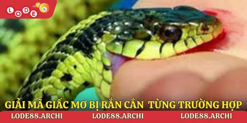 Giải mã giấc mơ bị rắn cắn Lode88 từng trường hợp cụ thể