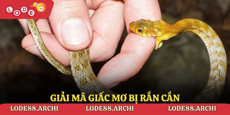 Giải Mã Giấc Mơ Bị Rắn Cắn Lode88 Và Ý Nghĩa Chi Tiết