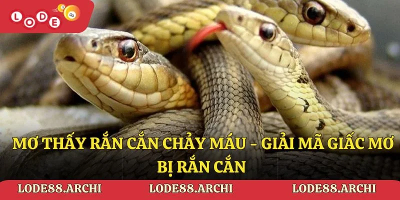 Mơ thấy rắn cắn chảy máu - Giải mã giấc mơ bị rắn cắn