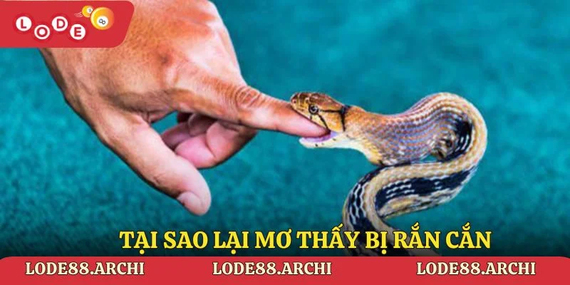 Tại sao lại mơ thấy bị rắn cắn - Giải mã giấc mơ bị rắn cắn