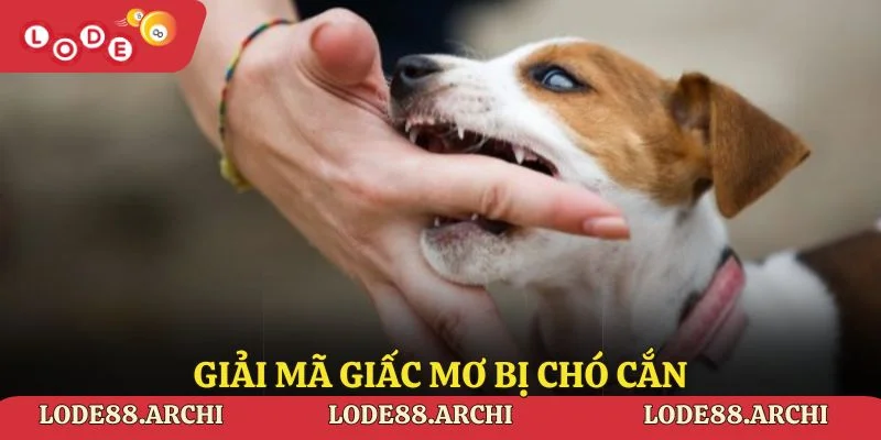 Giải Mã Giấc Mơ Bị Chó Cắn – Khám Phá Bí Ẩn Của Từng Giấc Mơ